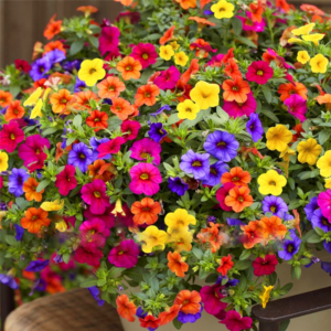 Promotion! 300 Pcs Hanging Petunia Mixed Bonsai 20 Kind Color Waves Indoor Beautiful Flowers Home Garden Plant