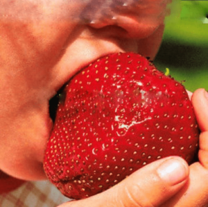 300pcs Giant Strawberry Bonsai Super Big Red Fruit Delicious Plants Garden Shippi