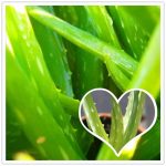 Pcs Green Aloe Vera Plants Edible Beauty Cosmetic Vegetables Fruit Bonsai Herb Tree Home Amp Garden - 2