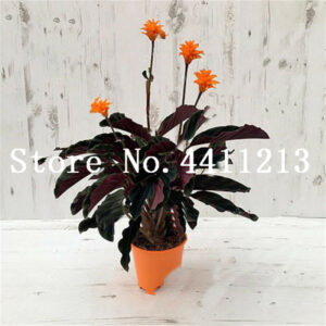 100 Pcsbag Thailand Caladium Bonsai Perennial Flower Garden Potted Plant Diy Home - 2