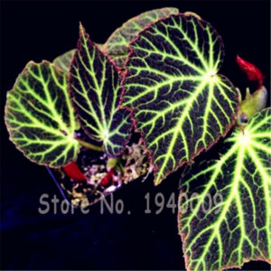 100 Pcs Mixed Color Begonia Bonsai Potted Flowers Diy Planting Seedling Outdoor Lantern - 2