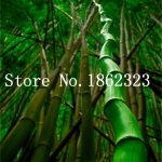 Colorful Bamboo Bonsaibonsai Moso Tree Plant Home Garden Potted Factory 30 Pcs - 3