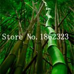 Colorful Bamboo Bonsaibonsai Moso Tree Plant Home Garden Potted Factory 30 Pcs - 3