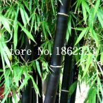 Colorful Bamboo Bonsaibonsai Moso Tree Plant Home Garden Potted Factory 30 Pcs - 2