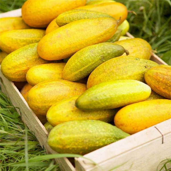 Four Seasons Cucumber Seeds 20pcs Ideal For Indooroutdoor Balcony And Courtyard Pots Fruit Bearing Veggie - 8