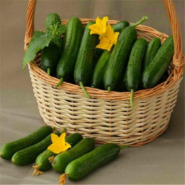 Four Seasons Cucumber Seeds 20pcs Ideal For Indooroutdoor Balcony And Courtyard Pots Fruit Bearing Veggie - 5