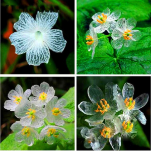 Best-selling! 100 Pcs Transparent Flower Bonsai Diy Garden Plant