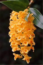 High 100 Pcs Cymbidium Flower Plantbonsai Colours To Choose Plant Home Garden Easy Grow - 6