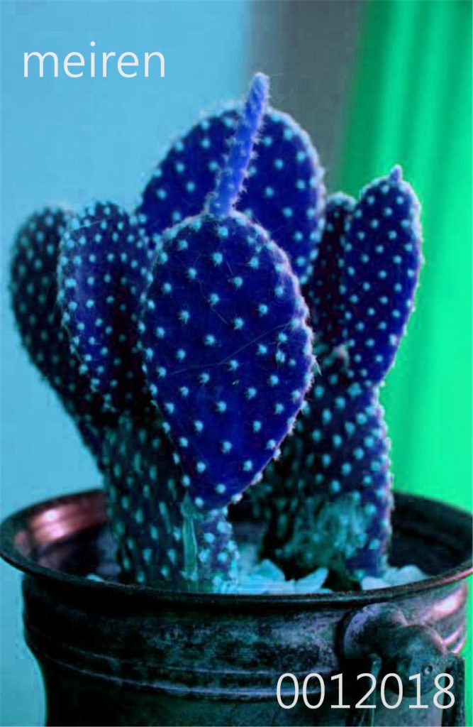 100 Pcs Mixed Rainbow Cactus Bonsai Plants Colorful Succulent Seedlings