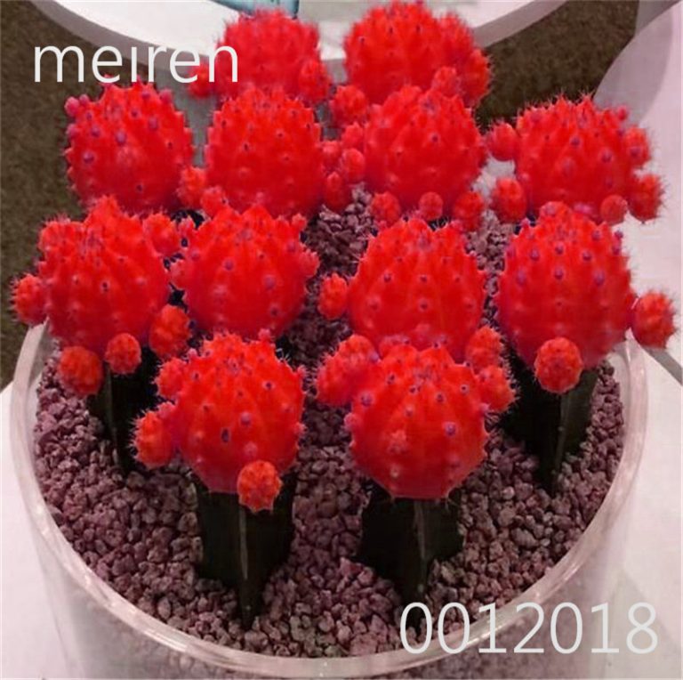 100 Pcs Mixed Rainbow Cactus Bonsai Plants Colorful Succulent Seedlings Flower Perennial