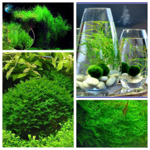 1000pcs Rare Aquarium Planter Java Moss Grass Bonsai Plants Fish Tank Aquatic Home Garden