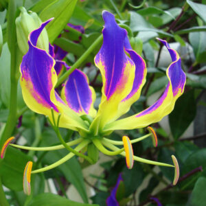 A 50 Pieces Garland Flame Lilium Brownii Flower Bonsai Balcony Courtyard Plant Flowers Lily Plants - 2