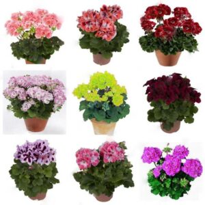 50 Pcs Rare True Geranium Bonsai Mixed Color Flower Potted Balcony Planting Seasons Pelargonium Indoor