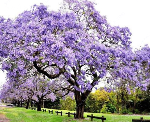 1000 Pcsbag Paulownia Royal Empress Tree Seeds For Outdoor Landscaping And Decoration In Pots - 5