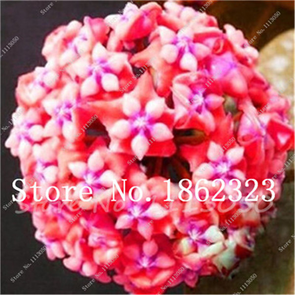 Unique 100 Pcs Hoya Floral Arrangement Perennial Blooms Decorative Greenery Interior Design Enhancement - 1