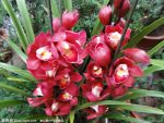 100 Pcs Dark Red Chinese Cymbidium Orchid Bonsai Home Garden Flower Indoor Potted Plants Flowers Cicada Orchids - 3