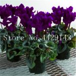 50 Pcsbag Cyclamen Flower Bonsai Beautiful Plant Home Garden Pot Natural Growth Budding Rate 97% - 6