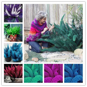 100 Pcs Colorful Bonsai Garden Foxtail Fern Rare Creeper Vines Grass Mixed Foliage Exotic Plant Flower Pots