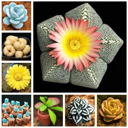 Semi Cactus Succulente Semi Di Lithops Witchford - Piante Grasse - Foto 10