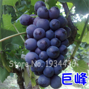 100 Pcs Holland Grape Planten Fruit Tree Seedlings Da Easy Grow Mini Jardin Bonsai Plant Small - 2