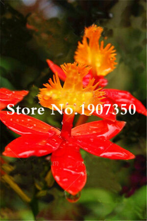 100 Pcs Phalaenopsis Flowerbonsai Hydroponic Flower Bonsai Four Seasons Rare Orchid Easy To Grow - 2