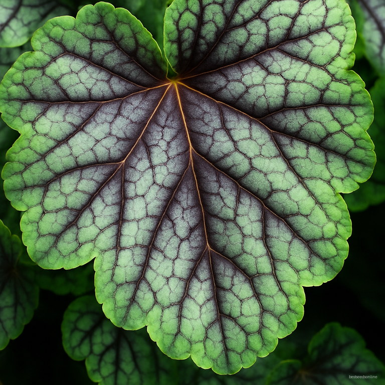 120 Pcs Bag Beautiful Begonia Bonsai Flower Flowers Potted Plants