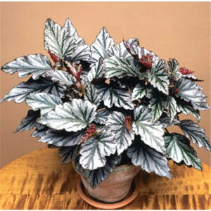 120 Pcs Bag Beautiful Begonia Bonsai Flower Flowers Potted Plants Garden Balcony Coleus - 2