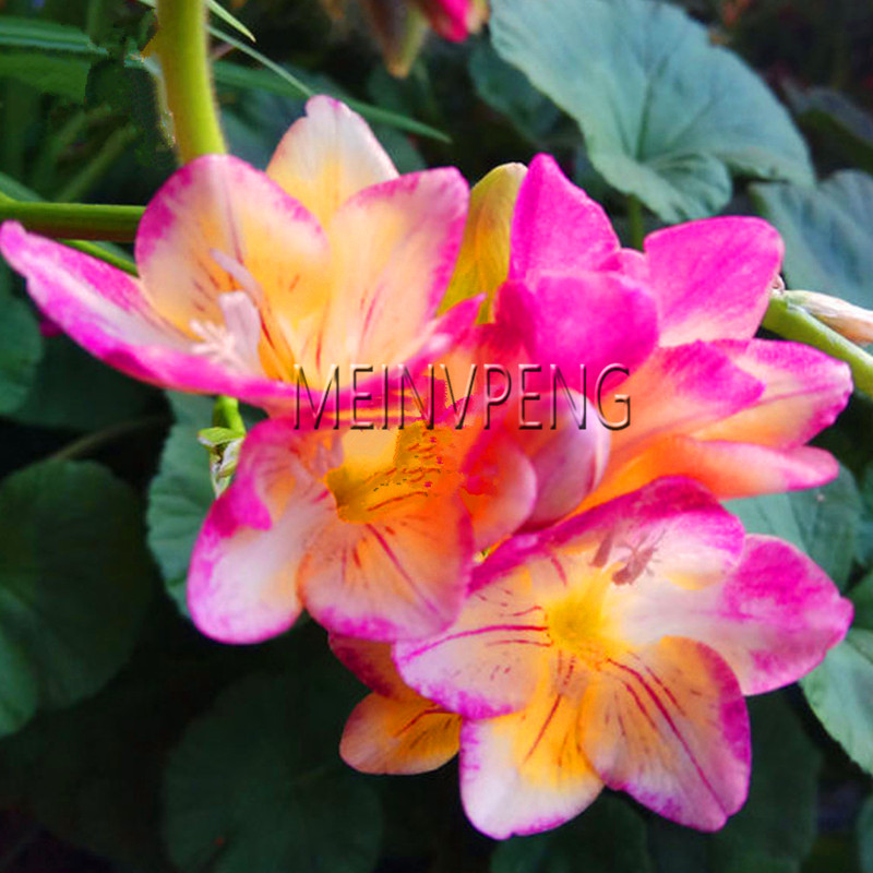 100 Pcs 16 Colors Exotic Geranium Flowers Perennial Potted Blooms Rare Floral Varieties - 1