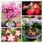 4pcsbag True Adenium Obesum Flores Desert Rose Plantas Garden Home Bonsai Balcony Flower To Plant