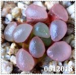 Sale! 200 Pcsbag Mixed Succulent Plants Meaty Plant Flower Plantas Bonsai Seedling Home Amp Garden - 6