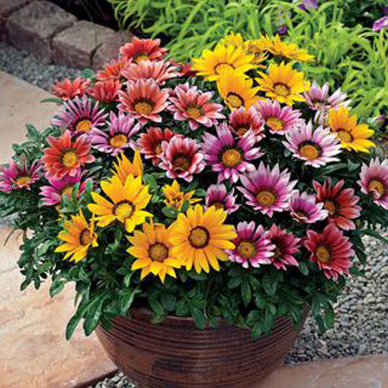 200pcs Exquisite Chrysanthemum Vibrant Perennial Flowers Ideal For Landscape Balcony And Patio Decorations - 14