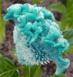 100 Pcs Bag Colorful Cockscomb Spicata Bonsai Flower Potted Plants Diy Home Amp Garden