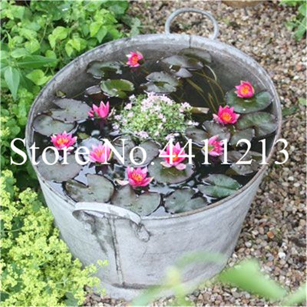 5piece Miniature Lotus Water Hyacinth Pond Easy Germination Indoor Fissidens Flower Pots Set - 1