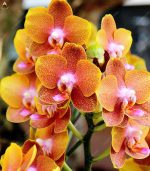 200pcsbag Plant Perennial Garden Flower Bonsai Phalaenopsis Orchids Plants Colorful Flowers Easy Planting Butterfly Orchid - 2