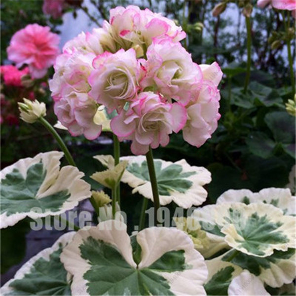 100 Pieces Vibrant Colored Geranium Blooms For Cultivation Simple Indoor Cultivation - 3