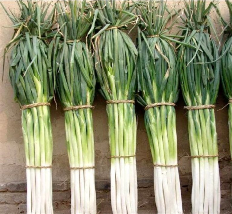 Giant Chinese Green Onion Seeds Rare Vegetable Variety