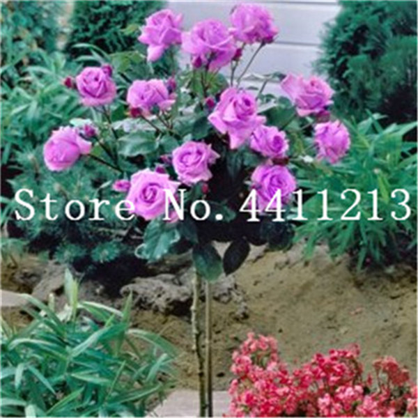 20 Pcs Perennial Rose Flower Tree Ideal For Balcony Yard And Potted Decoration - 2