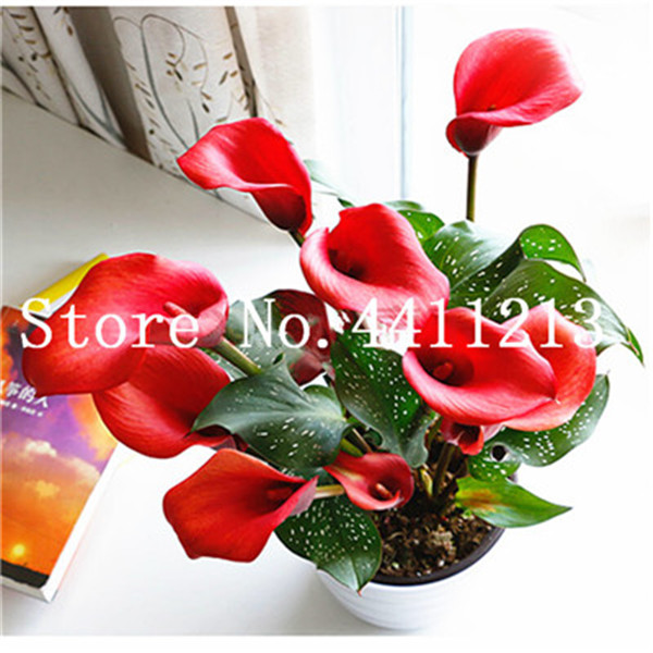 Gladiolus Flower Perennial Indoor Decor Aerobic Flores 100 Potted Blooms Large Size - 3