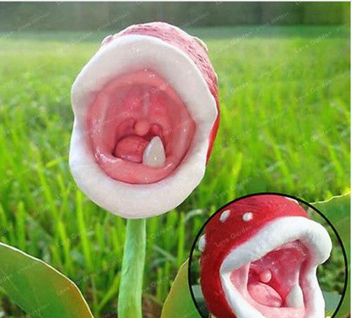 Succulent Enchantress Carnivorous Desk Pot Seeds Insect Catching Slurperon Flowers 200 Pcs Pack - 4