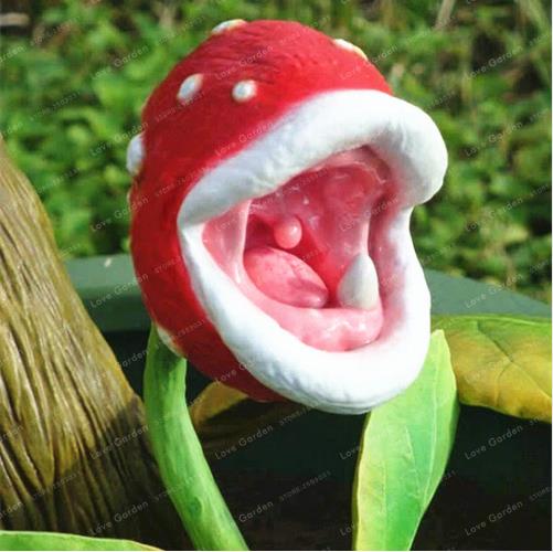 Succulent Enchantress Carnivorous Desk Pot Seeds Insect Catching Slurperon Flowers 200 Pcs Pack - 2