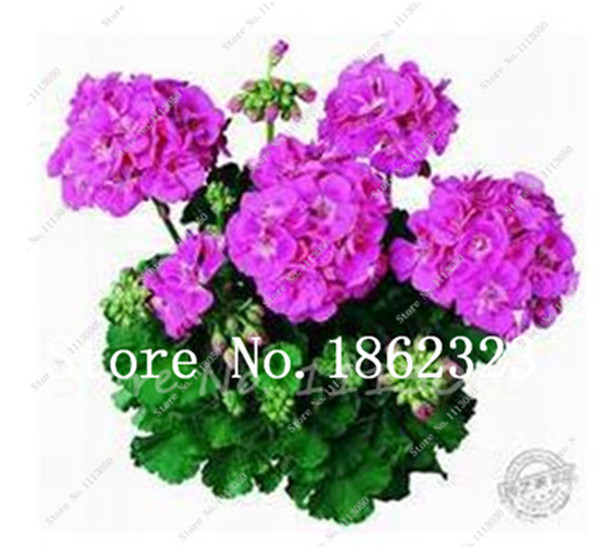 50 Pieces Multicolor Geranium Flower Rare Perennial Pelargonium Peltatum For Indoor Spaces - 2