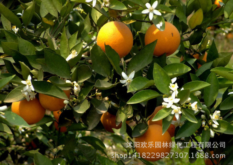 Valencia And Navel Blood Orange Seeds 10pcspack For Citrus Lovers - 7