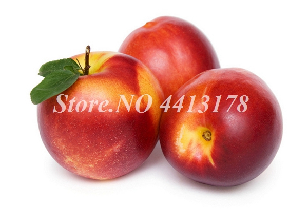 10 Pack Luscious Peach Tree Seeds For Outdoor Landscaping And Fruit Production - 4