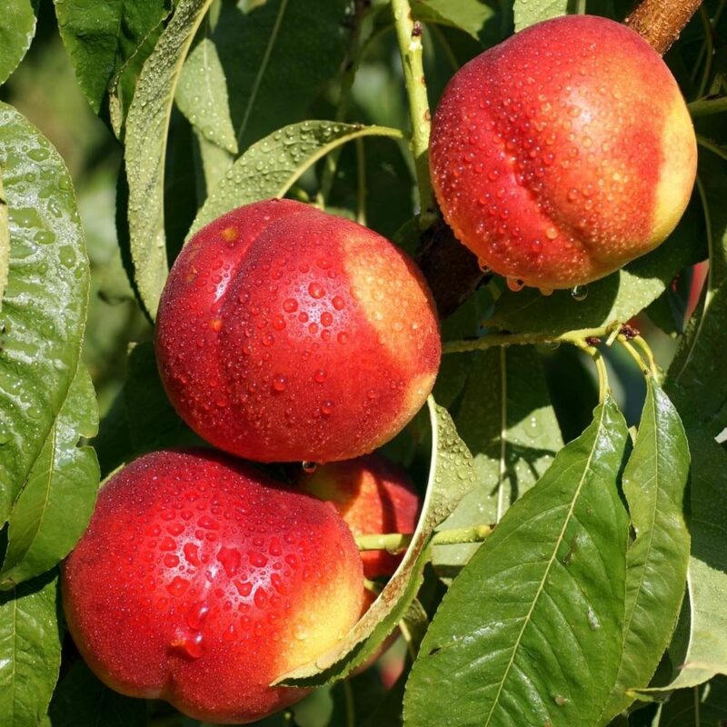 2pcs Juicy Nectarine Fruit Seeds Pack Free