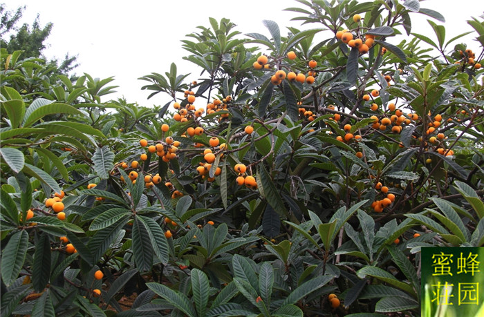 Quality Exotic Loquat Fruit Seeds For Indoor And Outdoor Cultivation Pack Of 5 - 5