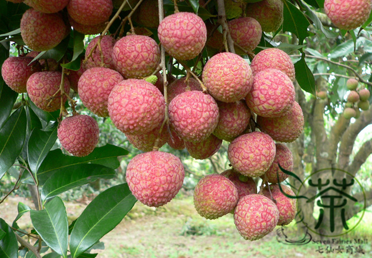 100 Organic Lychee Seeds Pack Of 100 For Healthy Tropical Fruit Cultivation Indoors And Outdoors - 12