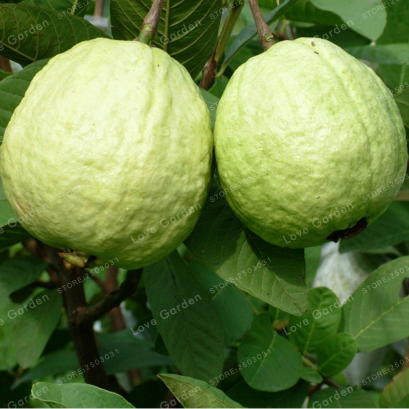 Quality 100pcs Guava Seeds Ideal For Greenhouses Outdoor Spaces Fruit Orchards - 3