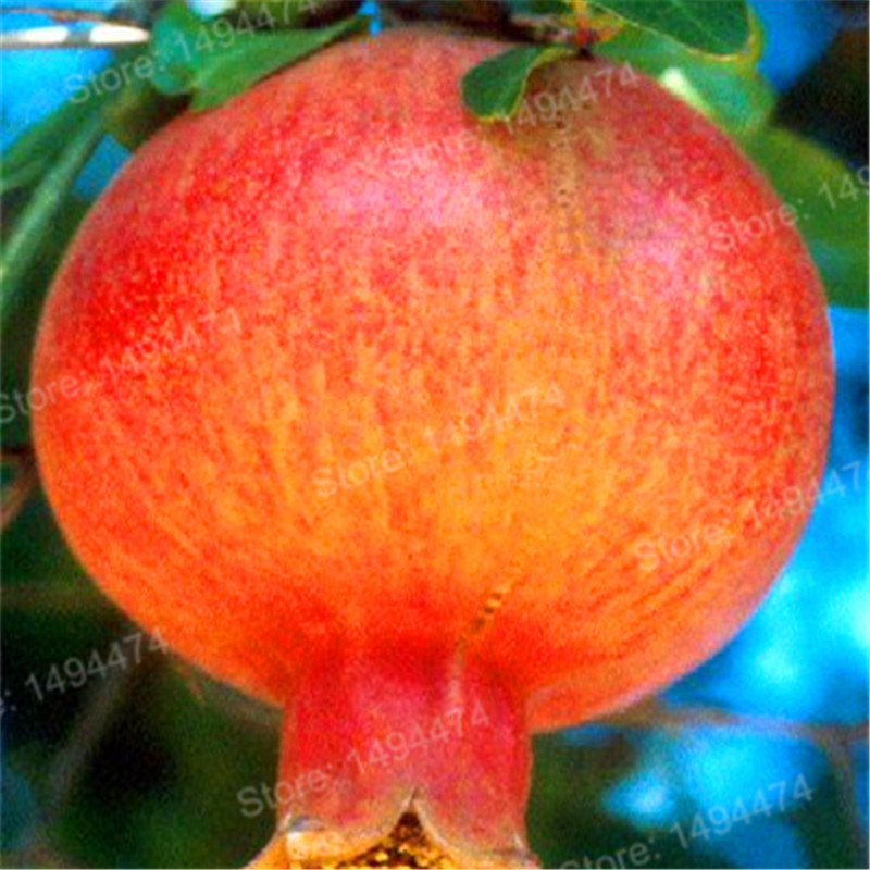 50pack Pomegranate Seeds For Fruitful Harvests Ideal For Outdoor Cultivation - 6