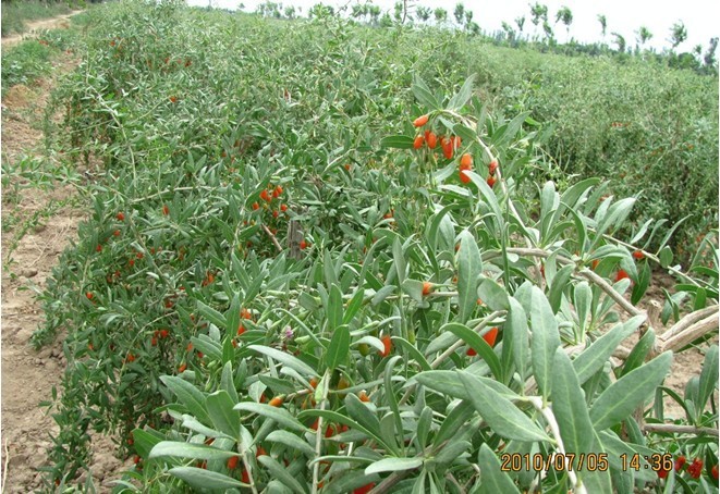 300pcs Lycium Barbarum Goji Berry Seeds For Healthy Nutritious Organic Fruit Harvesting - 6