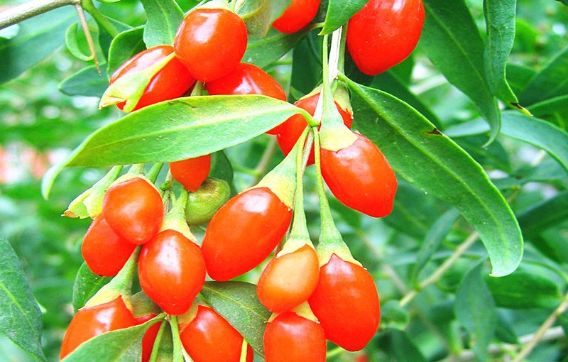 500pcs Pack Of Nutritious Goji Berry Seeds For Indoor And Outdoor Cultivation - 2